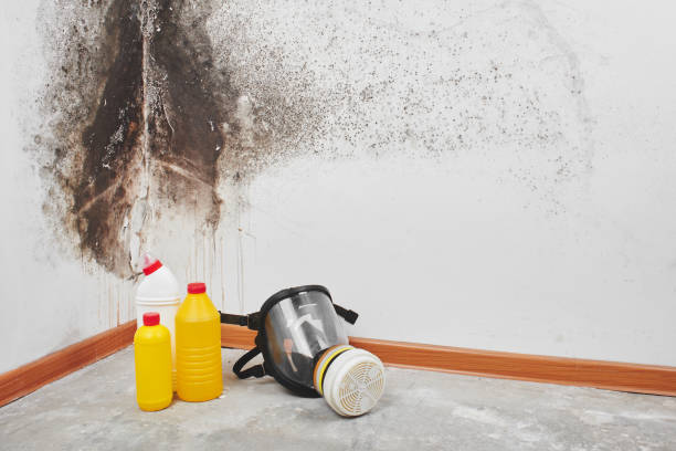 Trusted James City, NC Mold Remediation Experts