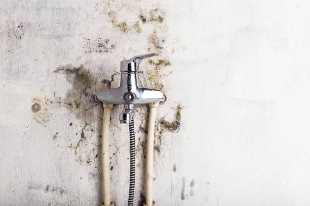 Best Black Mold Remediation in James City, NC