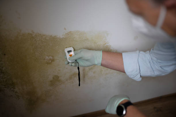 Best Kitchen Mold Remediation in James City, NC