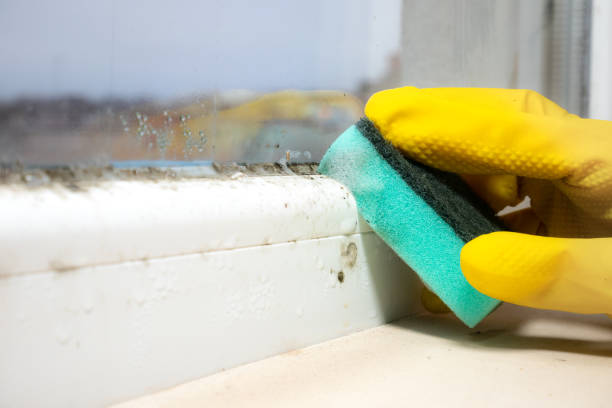 Best HVAC Mold Remediation in James City, NC