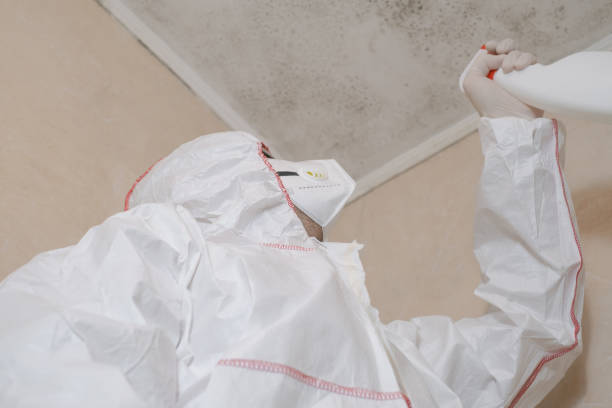 Best Commercial Mold Remediation in James City, NC