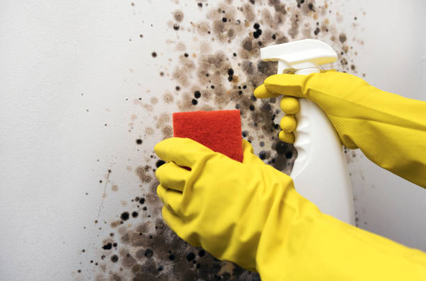 Best Basement Mold Remediation in James City, NC