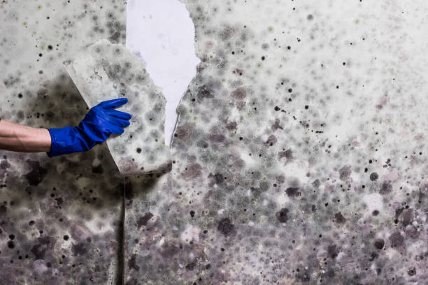 Best Preventive Mold Services in James City, NC