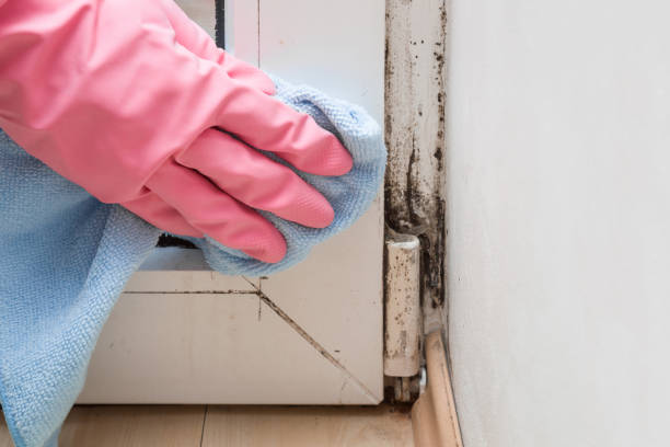 Best Attic Mold Remediation in James City, NC