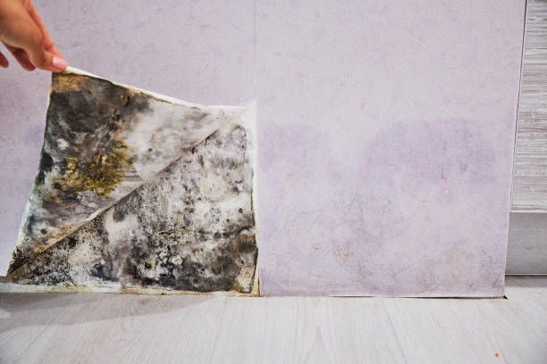  James City, NC Mold Removal Pros